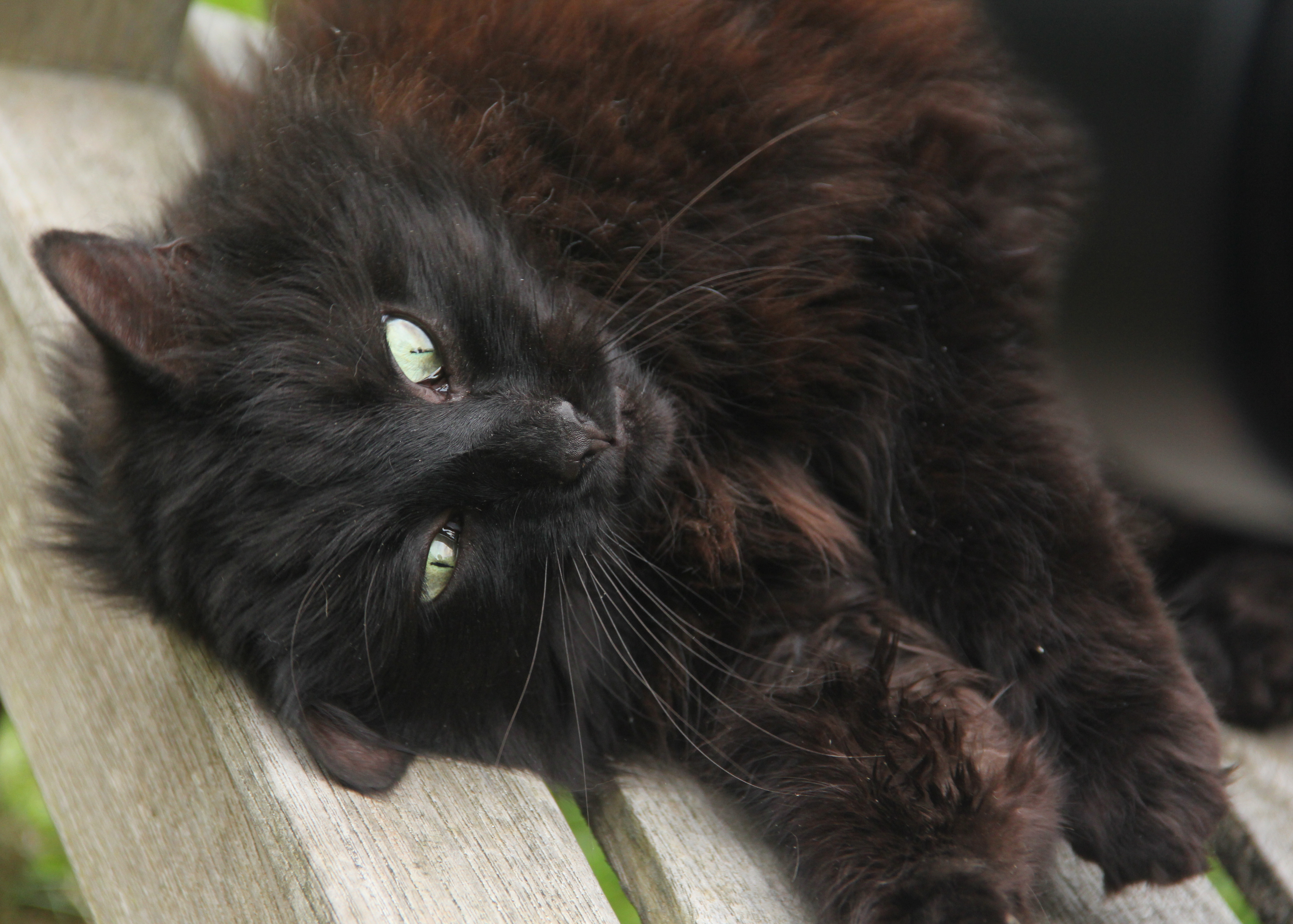 137:365<br>Highgate Cemetery Cat
