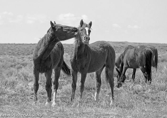 20170410_9581 copy.bw.jpg