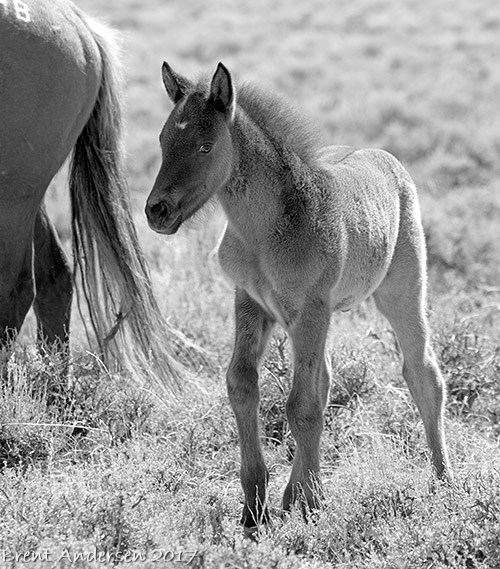 20170422_9892.bw.3.jpg