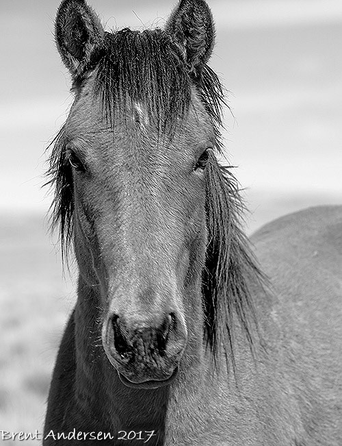 20170422_9865-2.bw.jpg