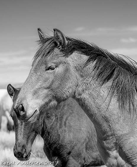 20170422_9867 copy.bw.jpg