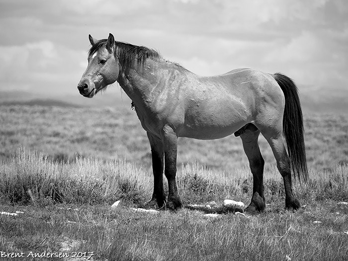 20170509_0047 copy.mono.jpg