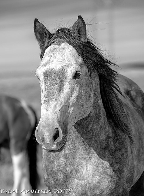20170523_0426 copy.bw.jpg