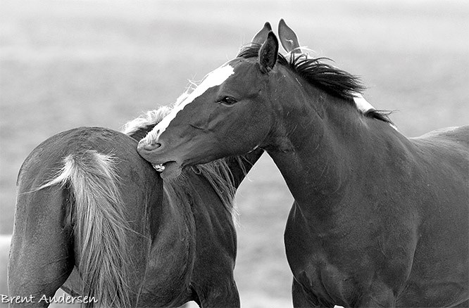 _MG_3184 copy.bw.jpg