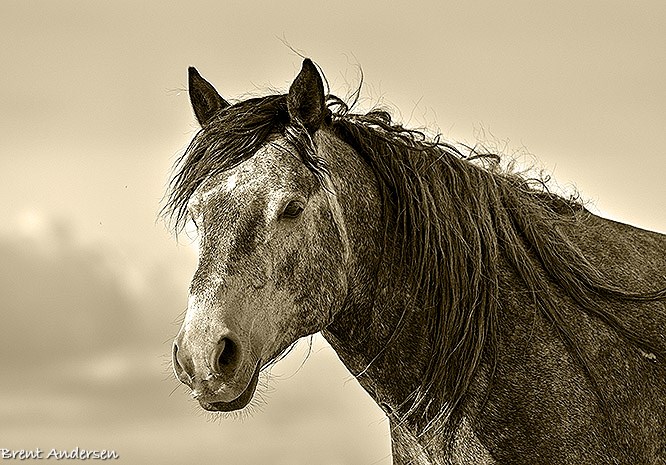 DSC_1004 copy.tint.jpg