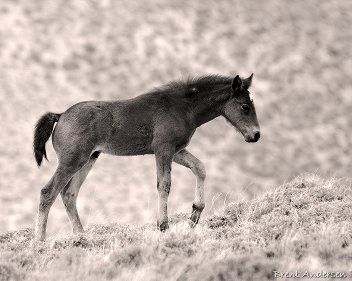 _BLA1053.bw. copy.jpg