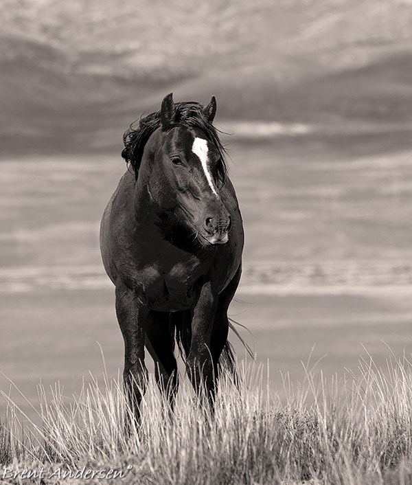 20150602_5935.mono.jpg