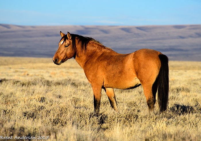 north mustangs.2._1095 copy.jpg