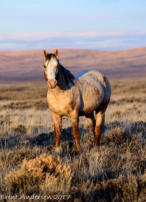 north mustangs _1127 copy.jpg