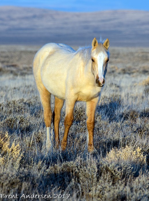 north mustangs_1120 copy.jpg