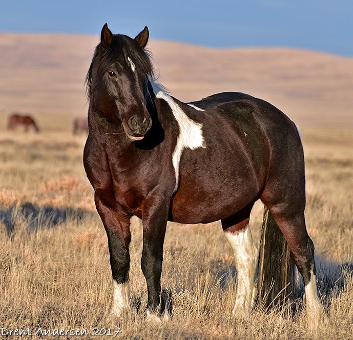 north mustangs_1084 copy.jpg