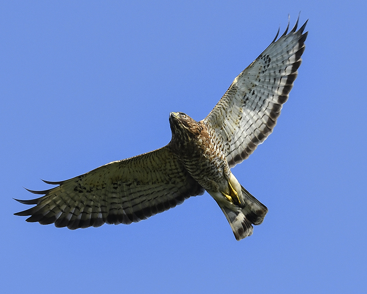 BROAD-WINGED HAWK