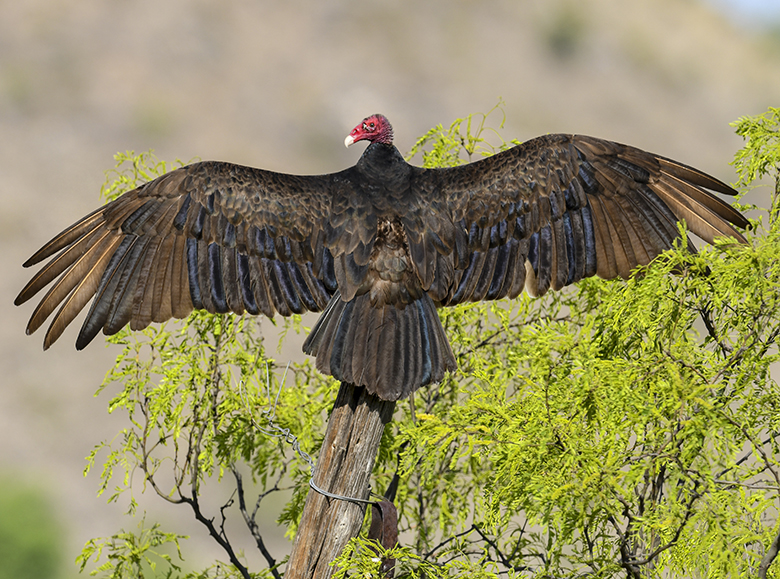 TURKEY VULTURE