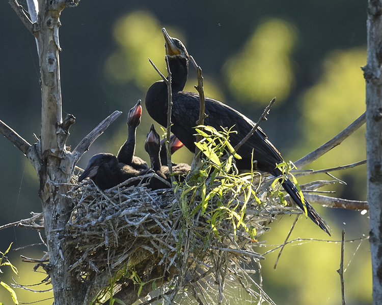 DOUBLE-CRESTED CORMORANT