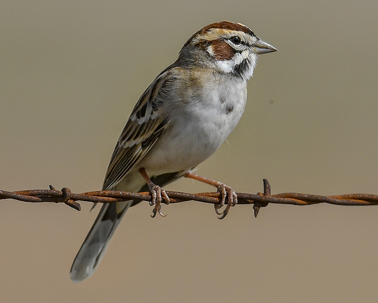 LARK SPARROW