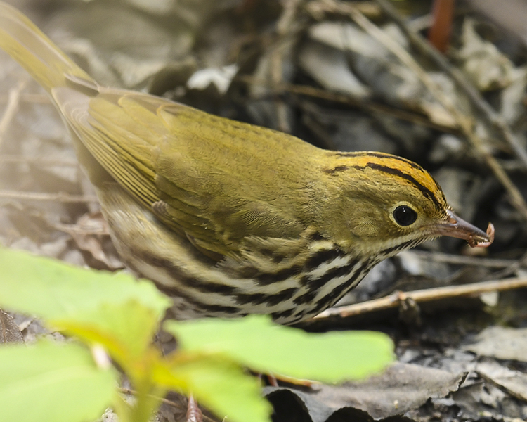 OVENBIRD