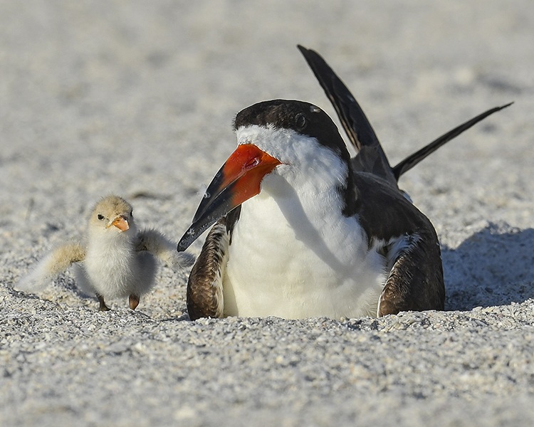 BLACK SKIMMER