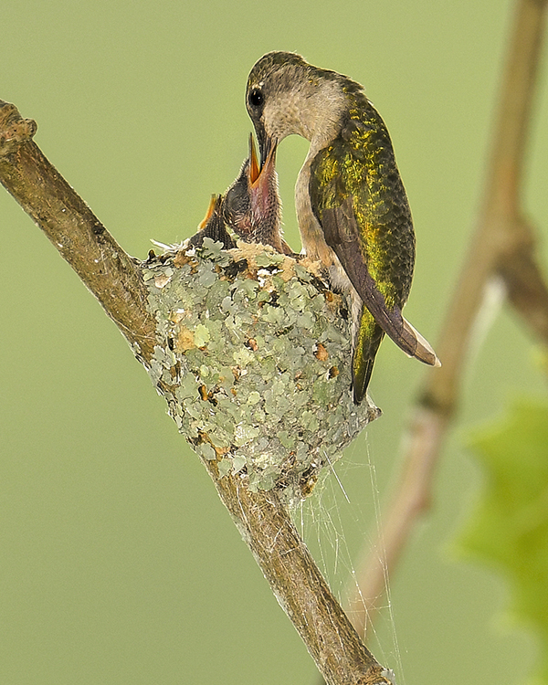 RUBY-THROATED HUMMINGBIRD