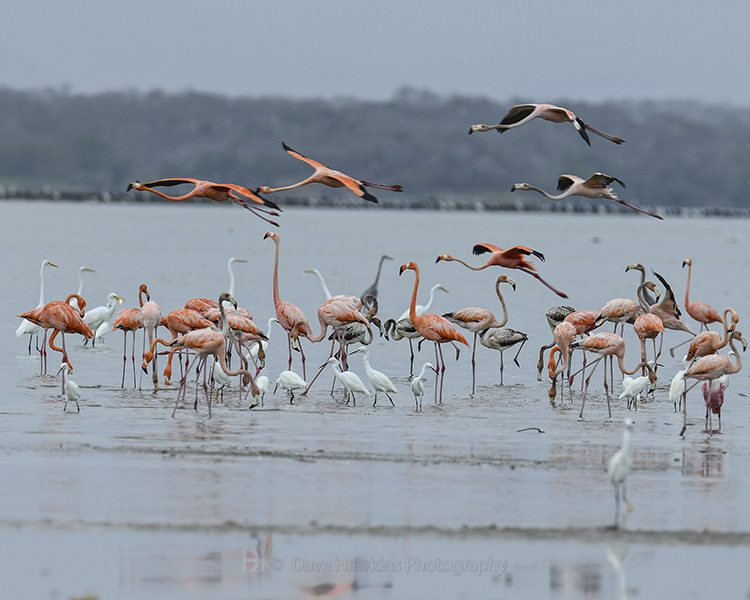 AMERICAN FLAMINGO