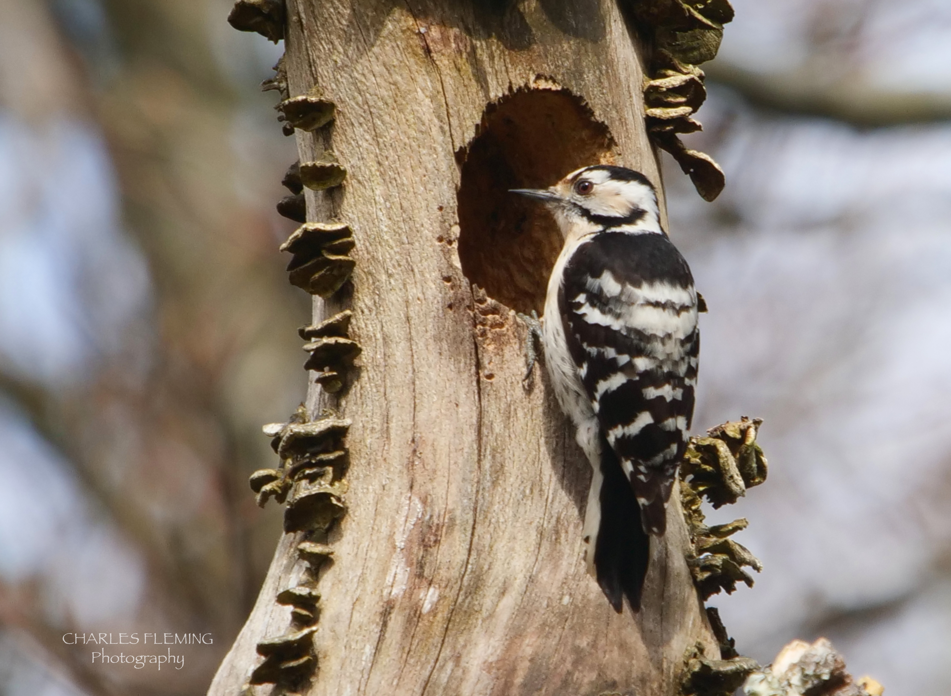 Lesser - Spotted Woodpecker -Dendrocopos minor