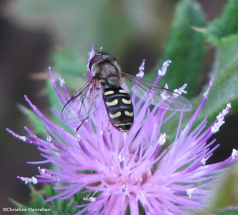 Hover fly  (Lapposyrphus lapponicus) on Canada thistle
