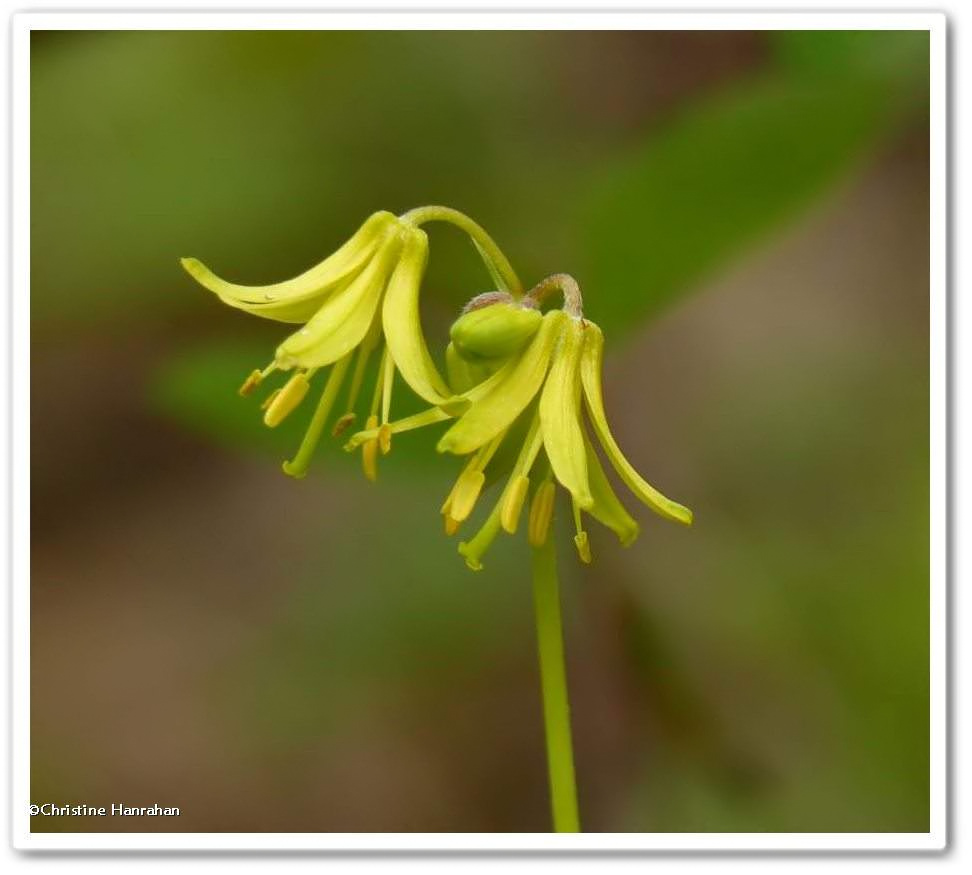 Blue-bead lily  (<em>Clintonia borealis</em>)