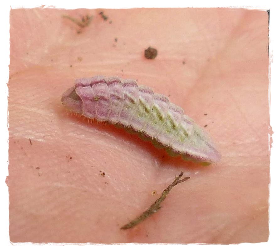  Silvery blue butterfly larva (<em>Glaucopsyche lygdamus</em>)