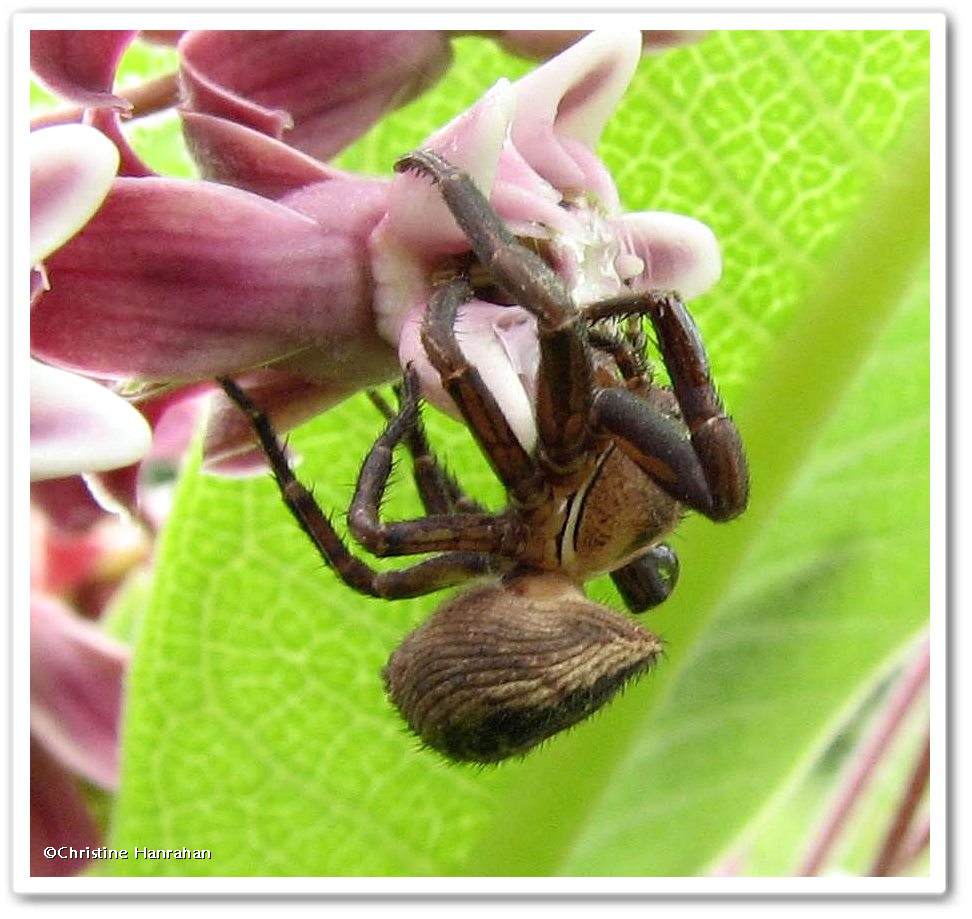 Ground crab spider (<em>Xysticus</em>)