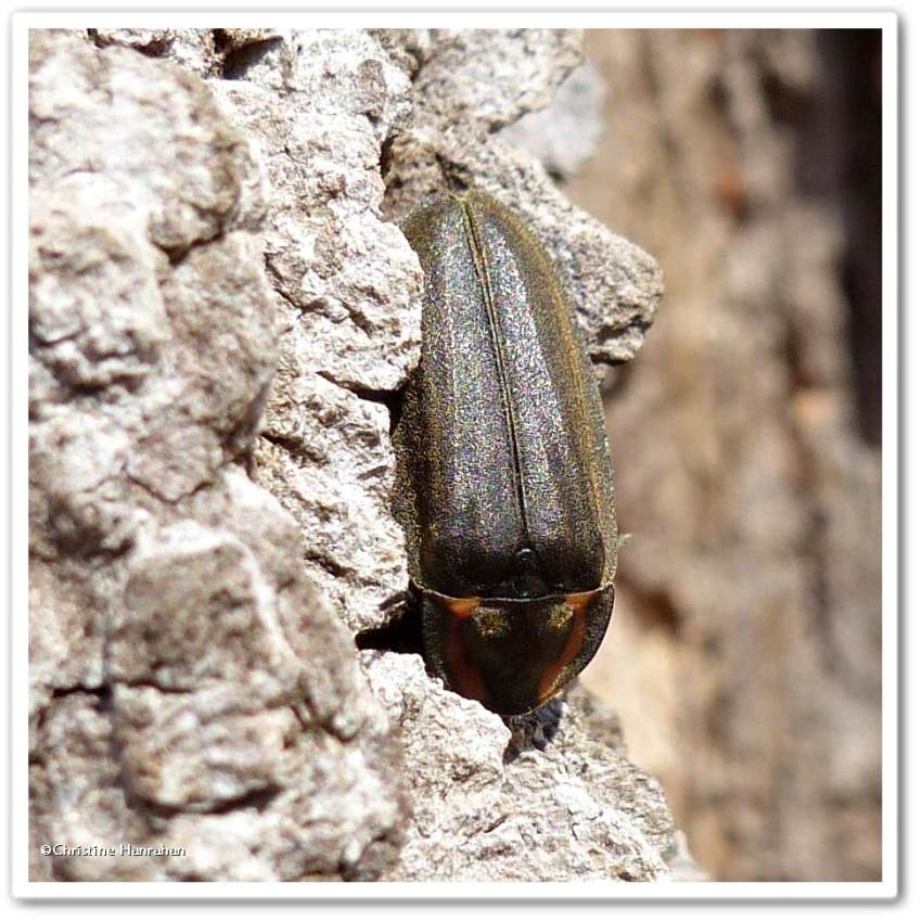 Winter firefly  (<em>Ellychnia corrusca</em>)