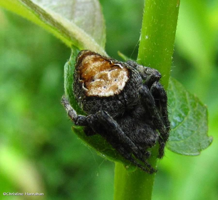 Orb-weaving spider  (<em>Eustala</em> sp.)