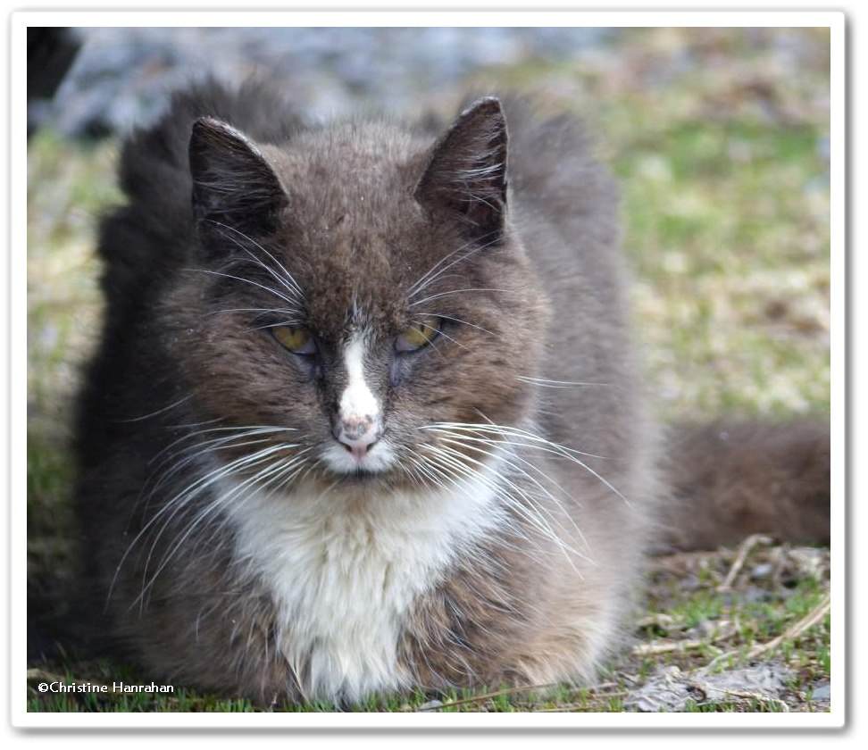 Farm cat