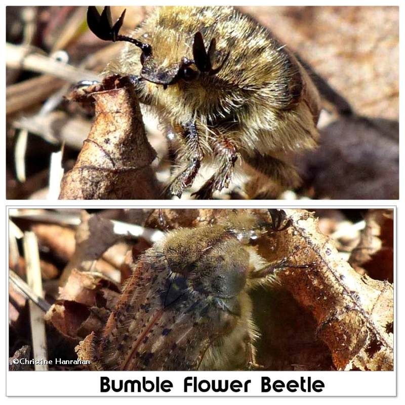 Bumble flower beetle (Euphoria inda)