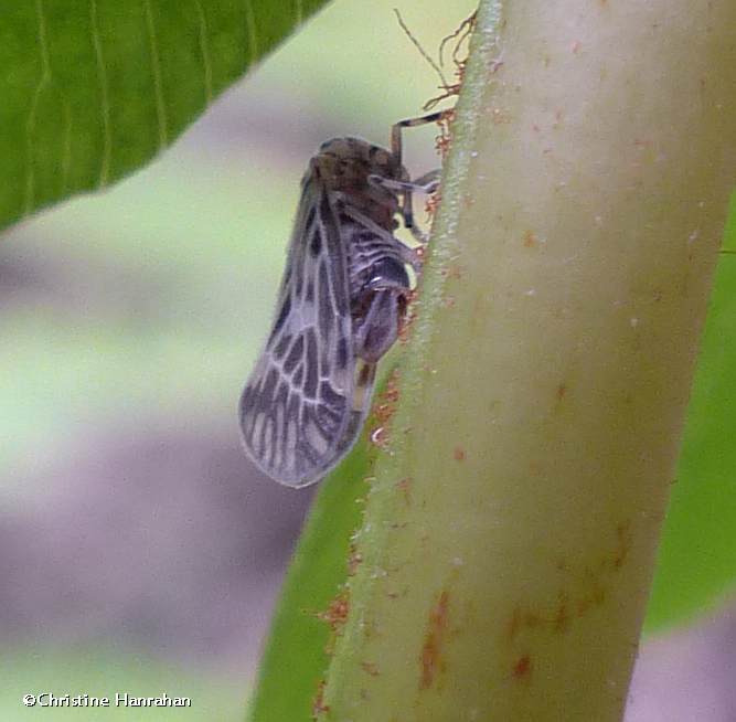 Planthopper  (Cedusa maculata)