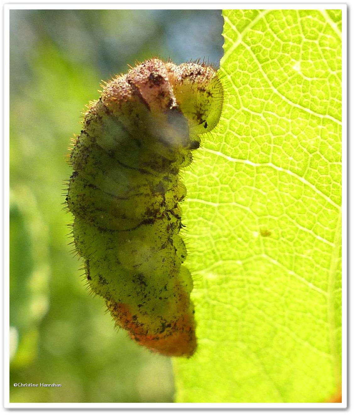 Coral hairstreak butterfly larva (<em>Satyrium titus</em>)