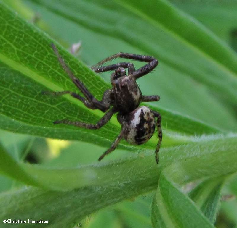 Ground crab spider (Xysticus)