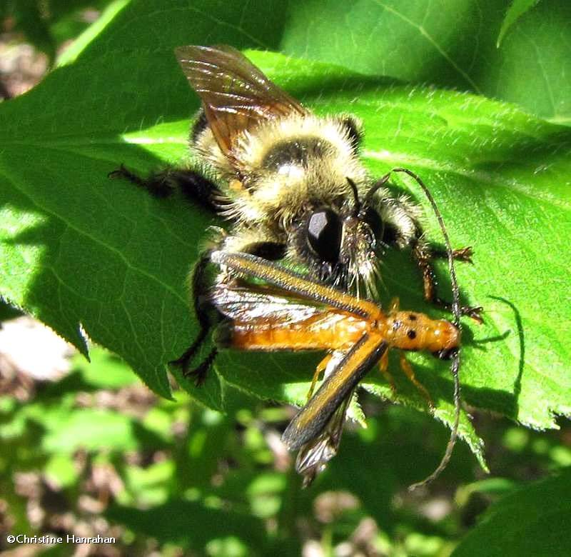 Robber fly (Laphria sacrator) with dogwood twig borer beetle