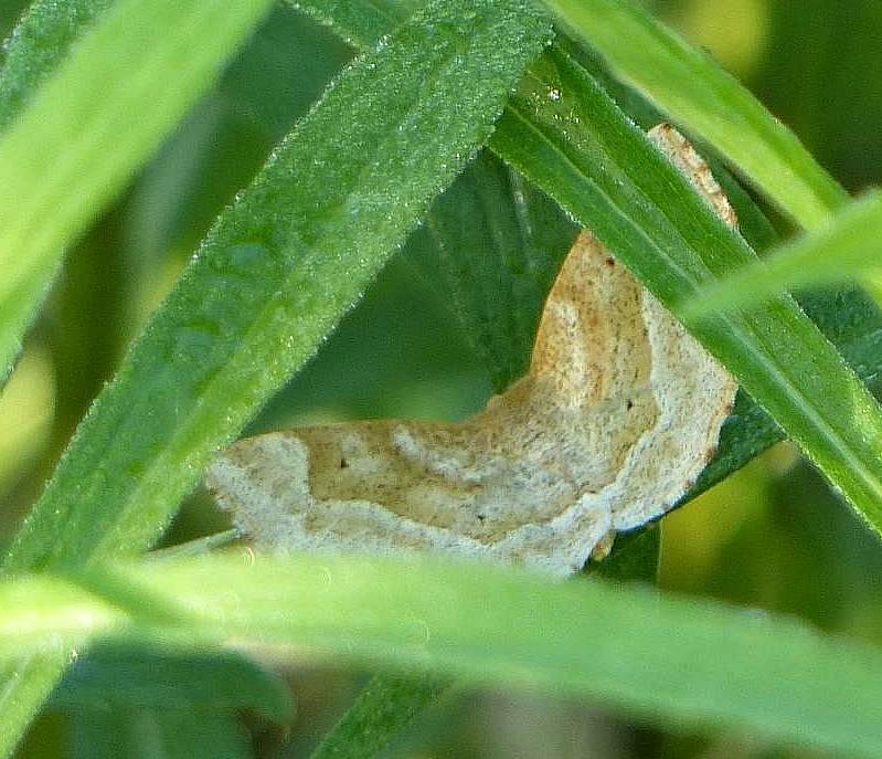 Pale Metarranthis moth (Metarranthis indeclinata), #6825