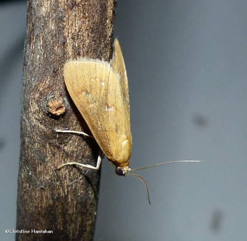 White-spotted brown moth  (Diastictis ventralis), #5255
