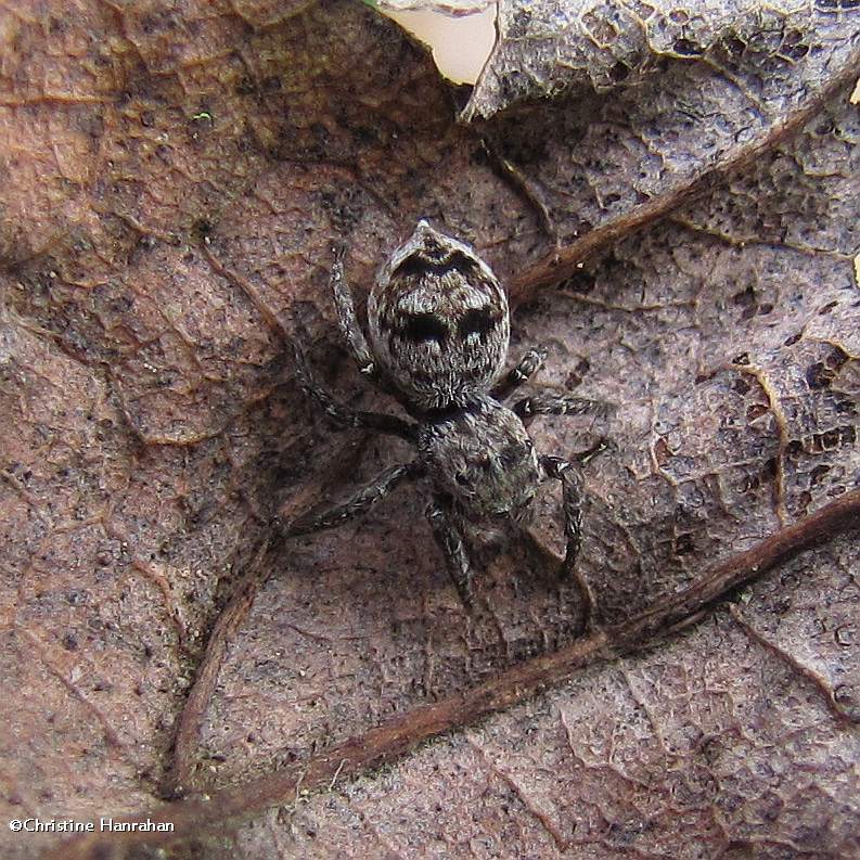 Jumping spider (Sitticus palustris), female