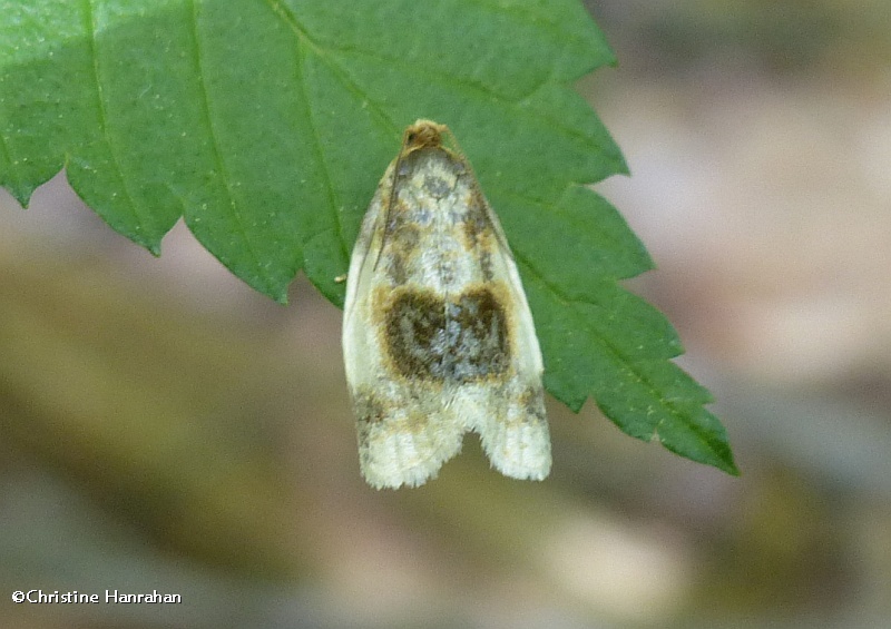 Black-patched Clepsis Moth (Clepsis melaleucana), #3686