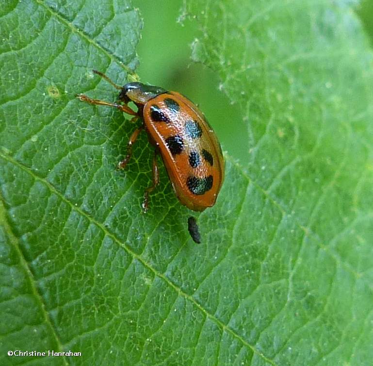 Alder leaf beetle (Chrysomela mainensis)