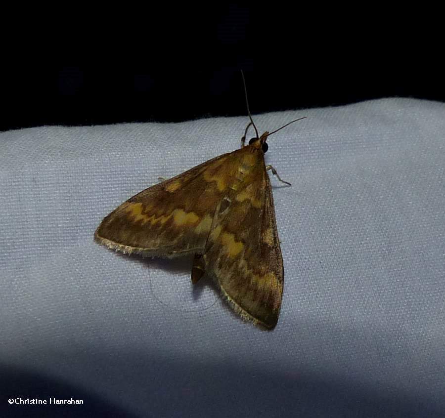 European corn borer moth  (<em>Ostrinia nubilalis</em>), #4949
