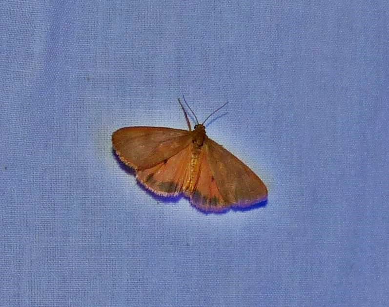 Orange virbia moth (Virbia aurantiaca), #8121