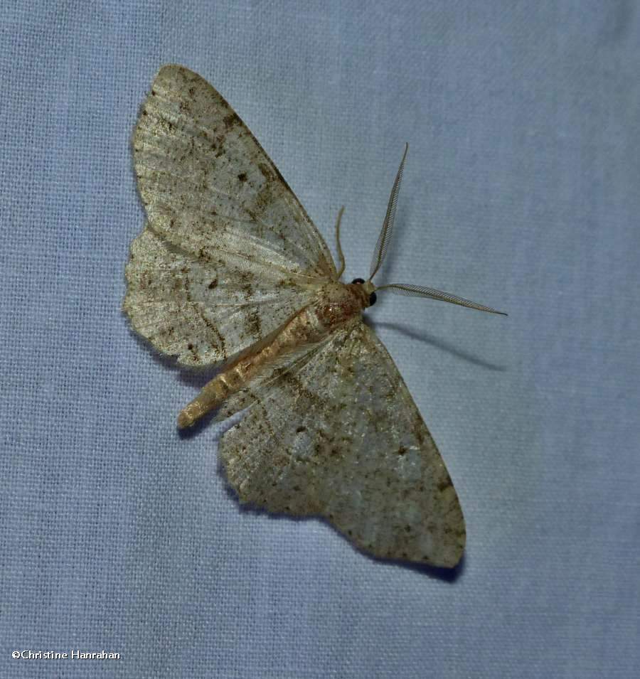 Signate melanolophia moth  (<em>Melanolophia signataria</em>), #6621