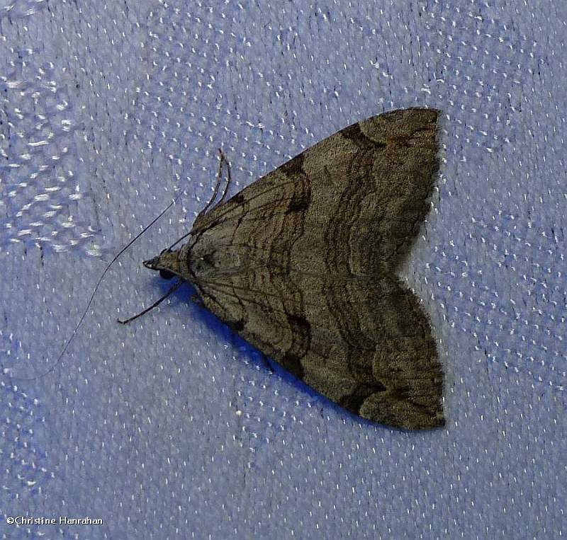 Treble-bar moth (Aplocera plagiata), #7627
