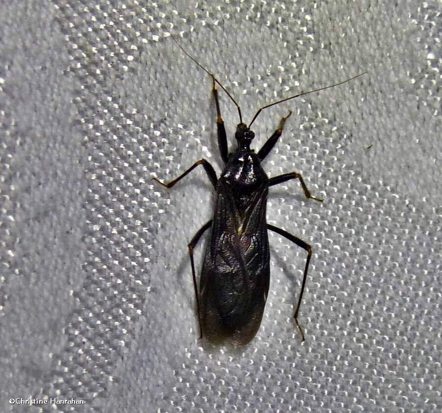 Masked hunter (<em>Reduvius personatus</em>)