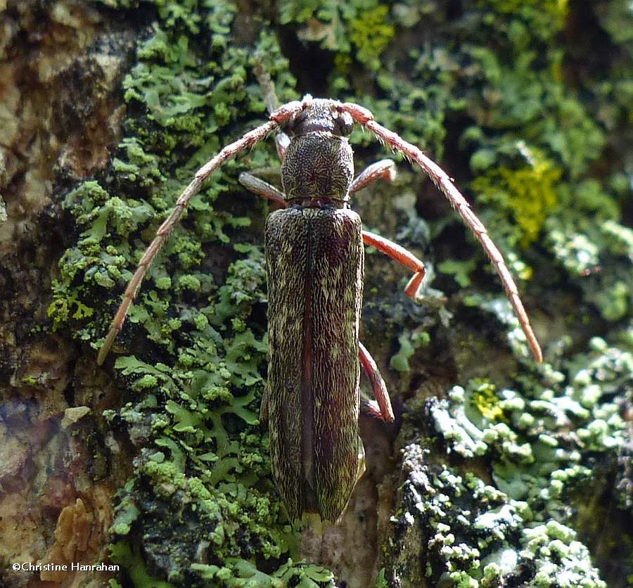Long-horned beetle (<em>Anelaphus</em>)
