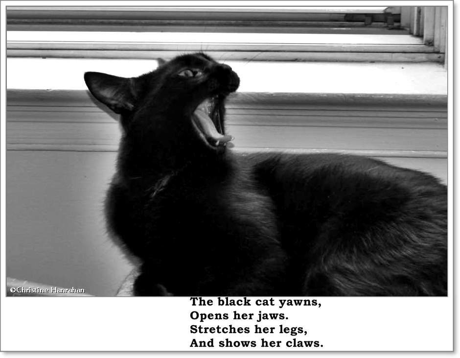 The black cat yawns... 