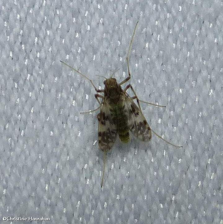 Midge (Psectrotanypus dyari)