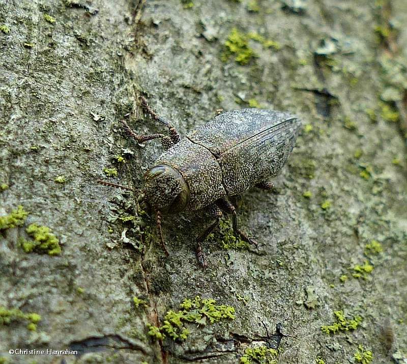 Metallic wood-boring beetle (Dicerca sp.)